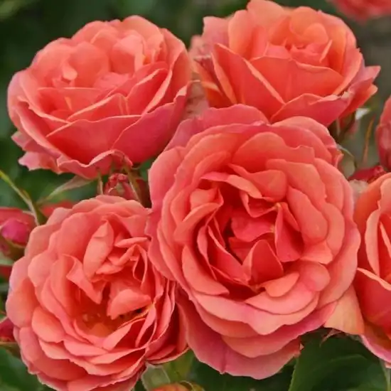 40-60 cm - Trandafiri - Mandarin ® - 